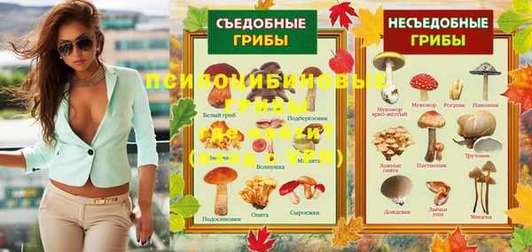 стаф Алзамай